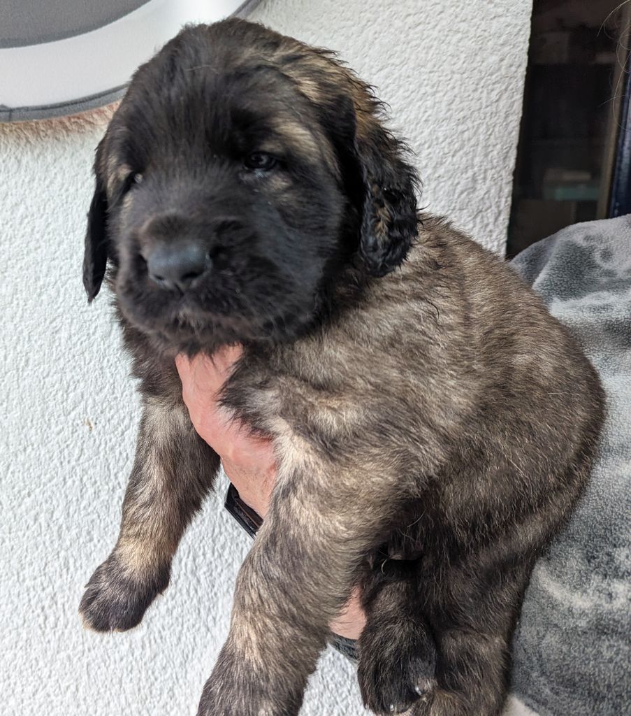 An nor digor - Chiot disponible  - Leonberger