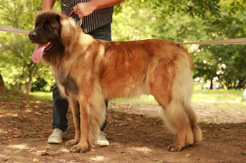 V'aitana An nor digor