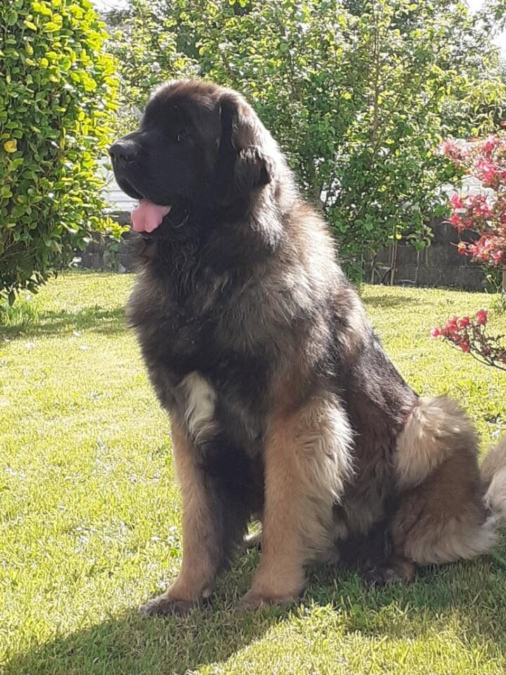 Ugolin du Moulin de Fontcastel