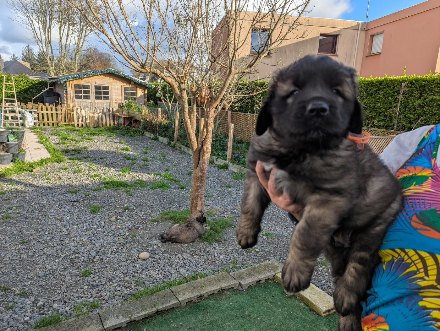 An nor digor - Chiots disponibles - Leonberger