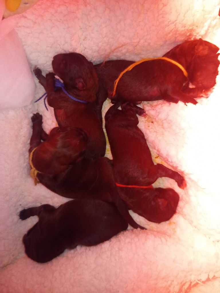 An nor digor - Leonberger - Portée née le 03/10/2025